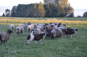 Villavärvi mitmekesisus oü Tõhela Loomaarsti karjas