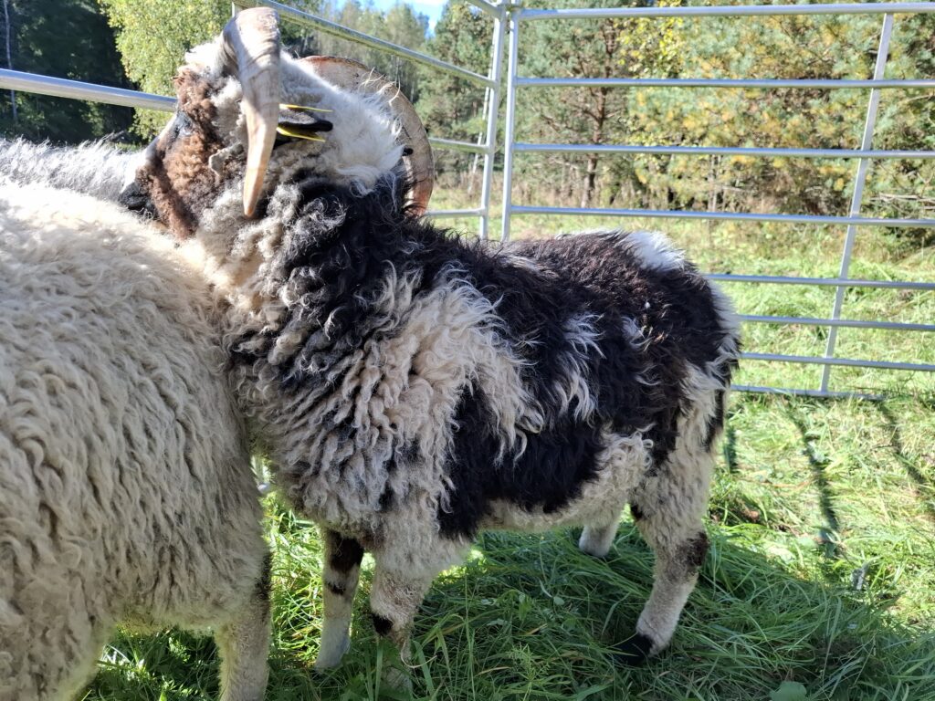 Sukitsamees küljelt